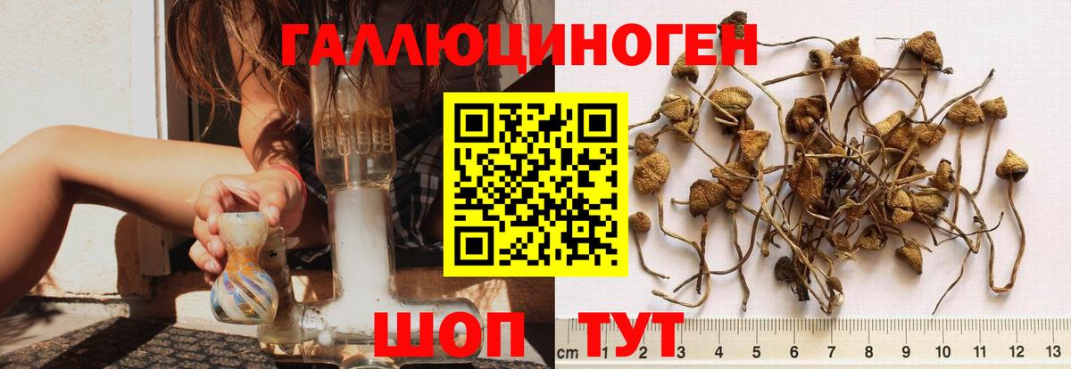 Псилоцибиновые грибы Psilocybine cubensis Апатиты